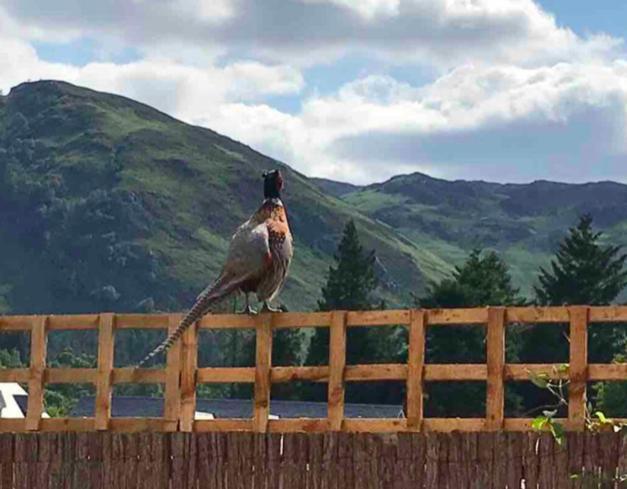 The Bothy - Your Unique Luxury Refuge Saint Fillans Exteriör bild